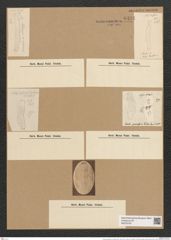 Eunotia praerupta var. bidens Grun. (de-Toni-Nr.: Genus 104, Species 3155) Zeichnungen Sammlung Grunow Nr. 6491 (NHMW-BOT-W0375197)